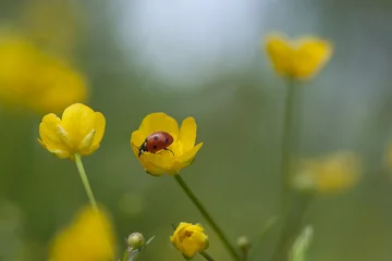 Fotobehang Lieveheersbeestje zittend op boterbloem bloem, macro foto © Henrik Larsson