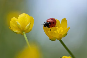Afwasbaar Fotobehang Lieveheersbeestjes Lieveheersbeestje op boterbloembloem, macrofoto