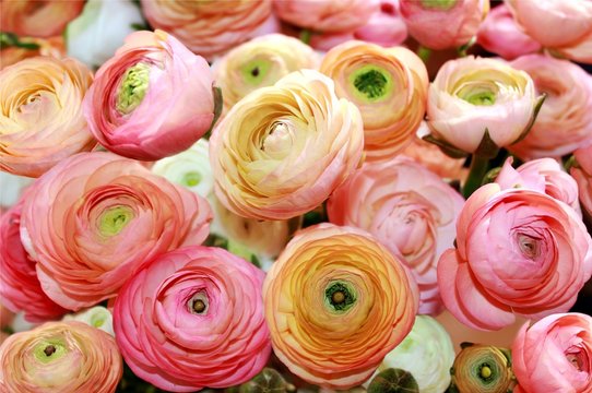 Fototapeta colored peonies
