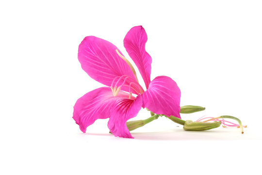 Bauhinia flower
