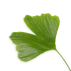 Ginkoblatt