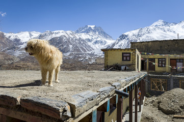 Chien sur le toit dans les montagnes de l& 39 Himalaya