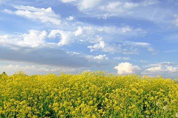 Obraz premium Yellow flowers of Barbarea vulgaris