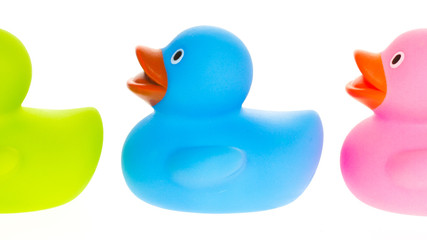 Rubber ducks isolated