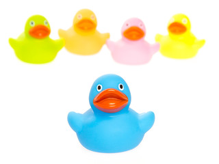 Rubber ducks isolated