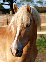 Obraz premium Pretty Horse Head