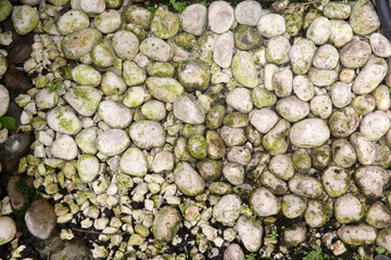 mossy white stone