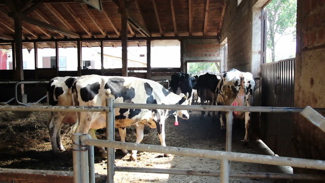 Dairy Cattle Going to Milking
