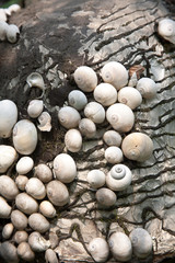 snail shell