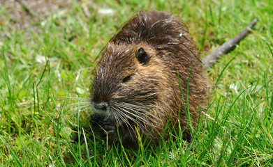 Junges Nutria, Biberratte