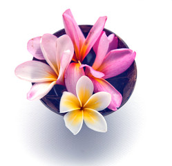 Fototapeta premium Frangipani concept