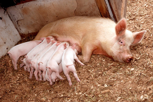 Little piglets with sow