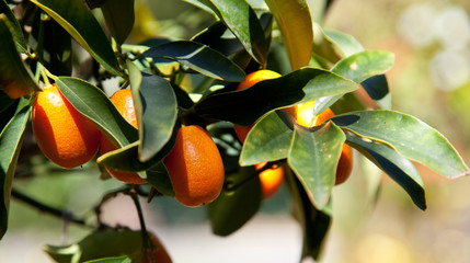 Kumquats