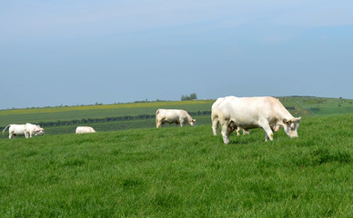 Fototapeta premium vaches aux champs