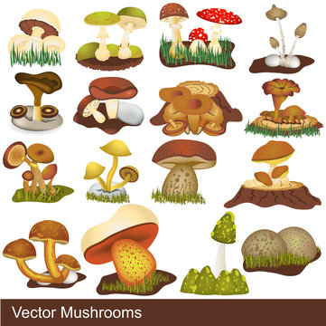 Mushroom illustrations