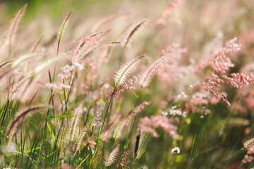 meadow under sunlight