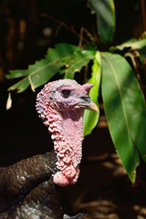 turkey cock