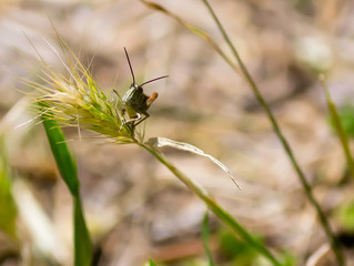 grasshopper
