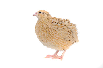 quail