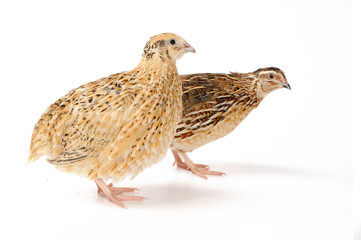 Fototapeta na wymiar quail
