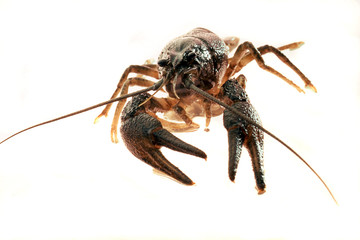 crayfish