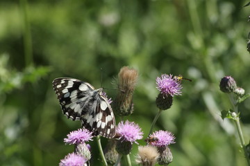 Demi-deuil (Melanargia galathea)