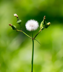 dandelion