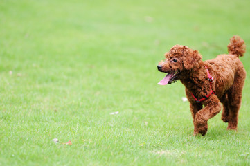 Fototapeta premium Red poodle dog running