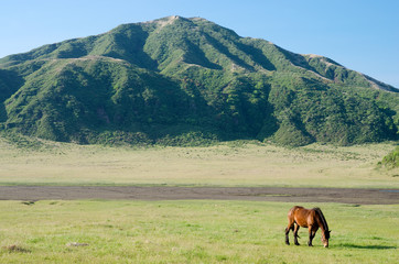 阿蘇の草千里と一頭の馬