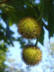 Sycamore-tree fruits