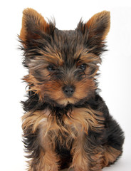 sweet puppy Yorkshire Terrier