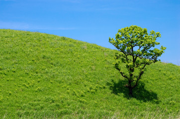 Fototapeta na wymiar Dęby i jedno zielone wzgórza