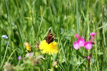 Im Sommergarten