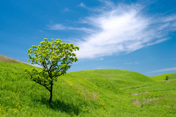 Grüner Hügel und ein Kashiwa-Baum