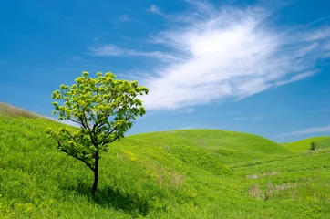 Foto op Plexiglas Heuvel 緑の丘と1本の柏の木