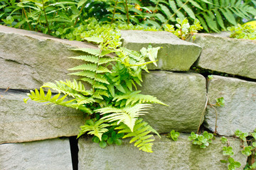 Farn an Steinmauer