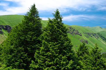 桧林と阿蘇の外輪山