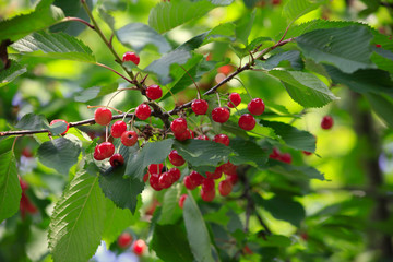 Rote Vogelbeeren