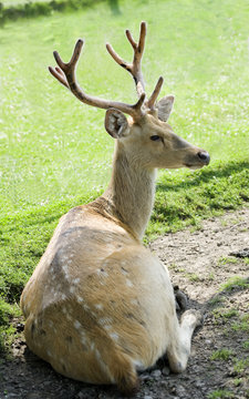 fallow deer resting in the shade