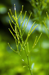 Horse Tail Equisetum