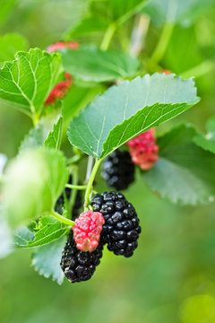 The fruit of black mulberry
