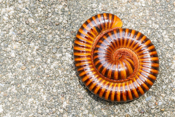 Closeup millipede