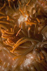 Magnificent red anemone