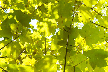 Fototapeta na wymiar Klon jawor liście