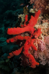 Red finger sponge (Iotrochota purpurea).