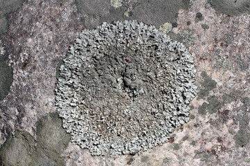 Close up of Parmelia saxatilis lichen