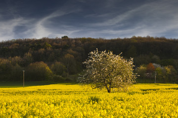 solitary tree in the french countryside