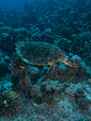 Fototapeta premium Hawksbill Turtle (Eretmochelys imbricata)