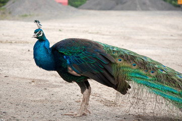 Peacock