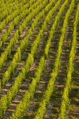 Fototapeta premium The vineyards of Sancerre in France